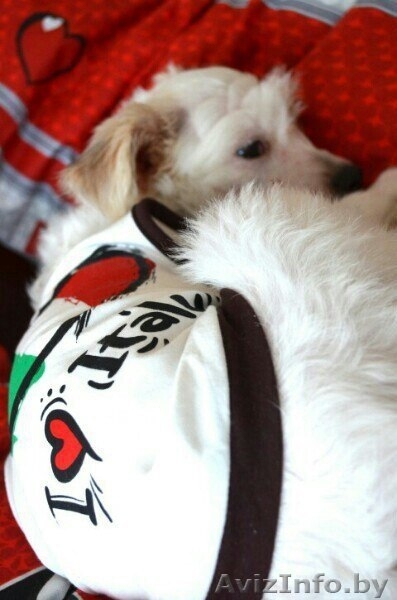 стрижка собак. груминг. - Изображение #3, Объявление #1281321