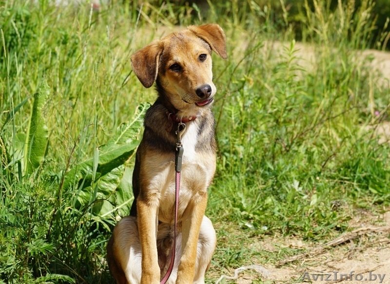 песик-подросток  Лордик ищет дом - Изображение #5, Объявление #1282592