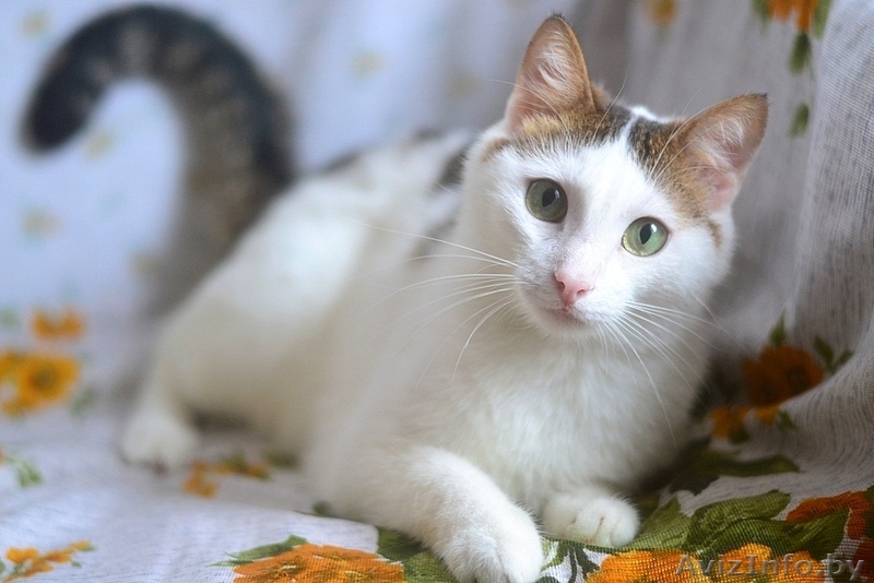 Мишель – нежность в каждом прикосновении - Изображение #2, Объявление #1281557