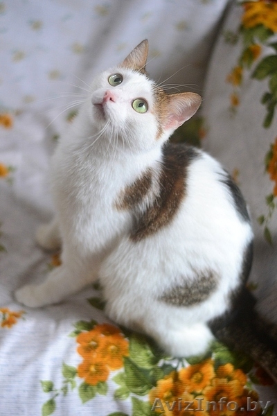 Мишель – нежность в каждом прикосновении - Изображение #3, Объявление #1281557