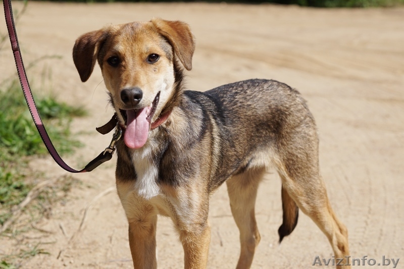 песик-подросток  Лордик ищет дом - Изображение #2, Объявление #1282592