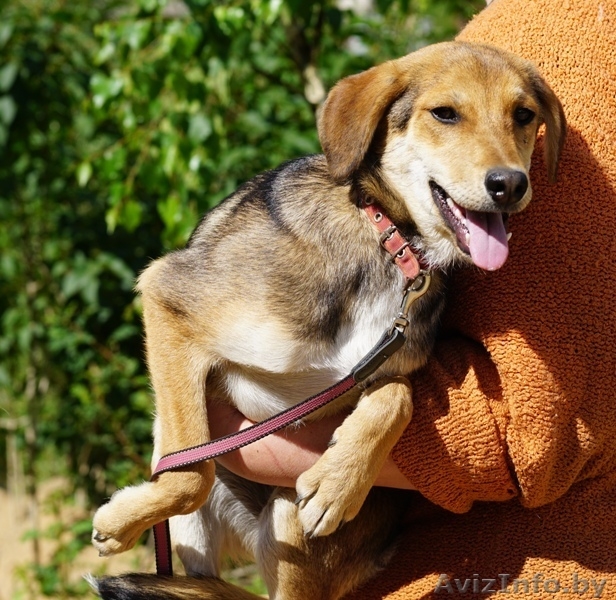 песик-подросток  Лордик ищет дом - Изображение #4, Объявление #1282592