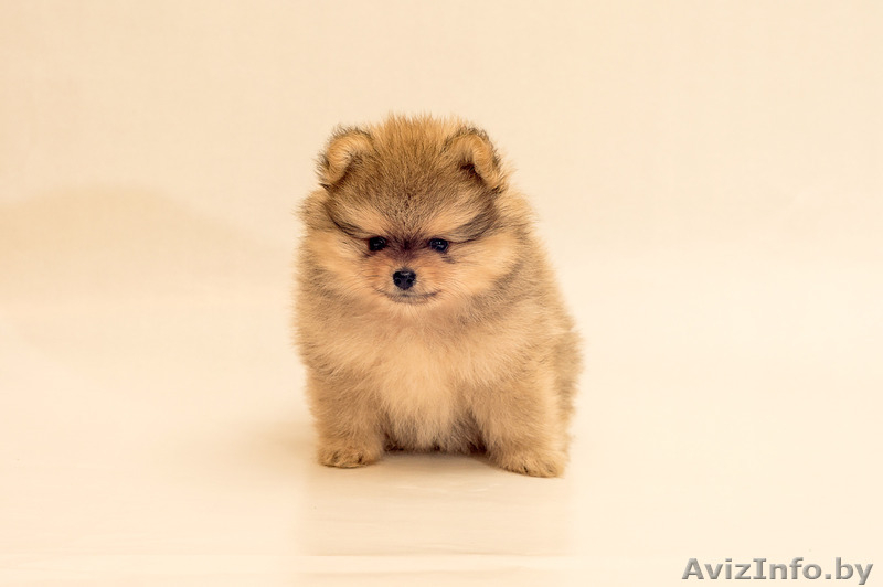 Щенки малого шпица - Изображение #1, Объявление #1273199