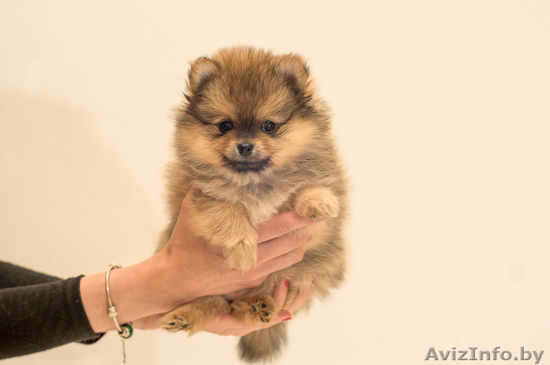 Щенки малого шпица - Изображение #2, Объявление #1273199