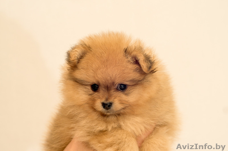 Щенки малого шпица - Изображение #3, Объявление #1273199