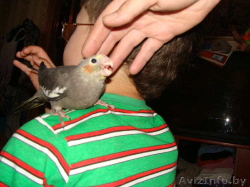 Ручные попугаи корелла - Изображение #4, Объявление #1274397