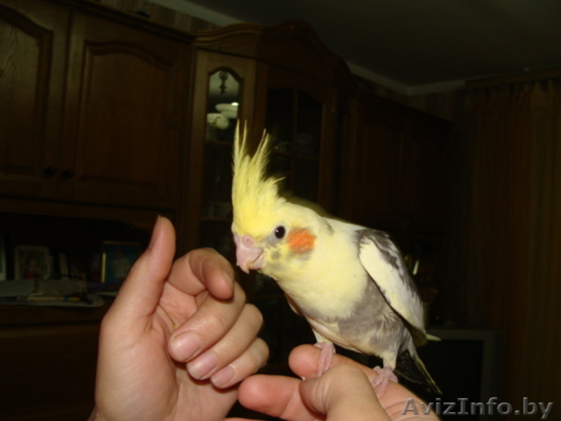  Ручные попугаи корелла - Изображение #1, Объявление #1274397