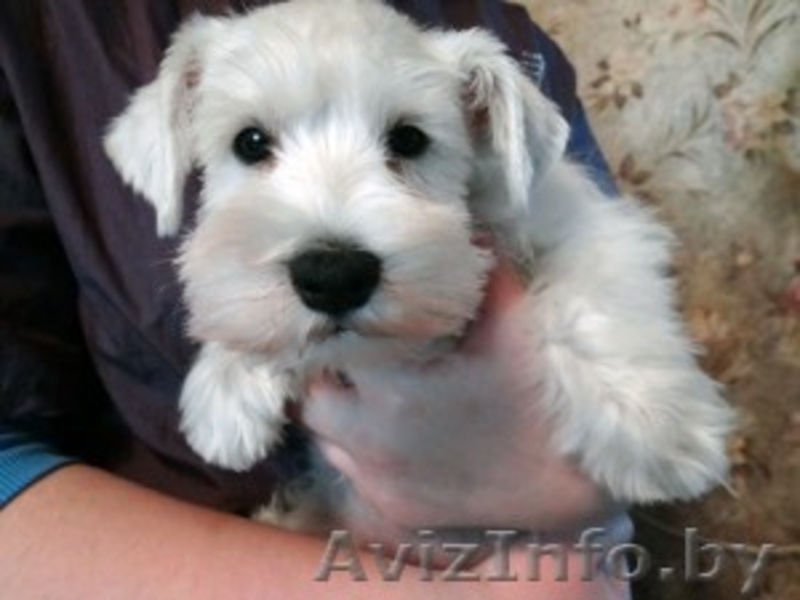 Щенок цвергшнауцера белого окраса  и черного с серебром.  - Изображение #4, Объявление #800091