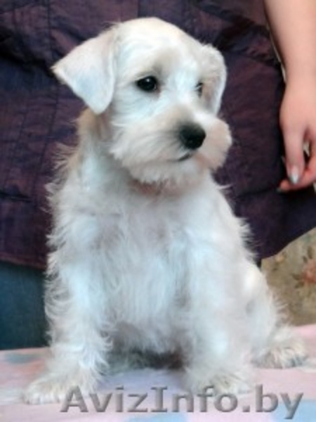 Щенок цвергшнауцера белого окраса  и черного с серебром.  - Изображение #5, Объявление #800091