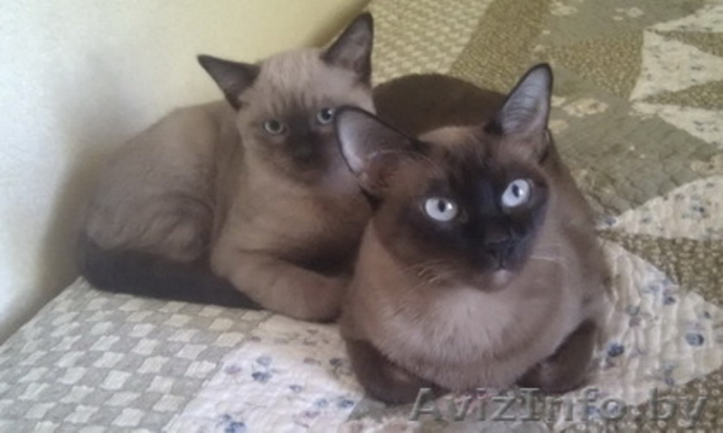 Котенок тонкинской породы - Изображение #2, Объявление #1279660