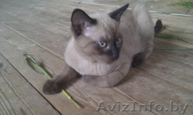 Котенок тонкинской породы - Изображение #4, Объявление #1279660