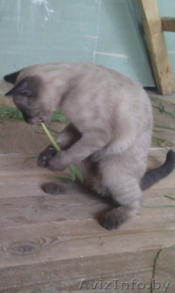 Котенок тонкинской породы - Изображение #5, Объявление #1279660
