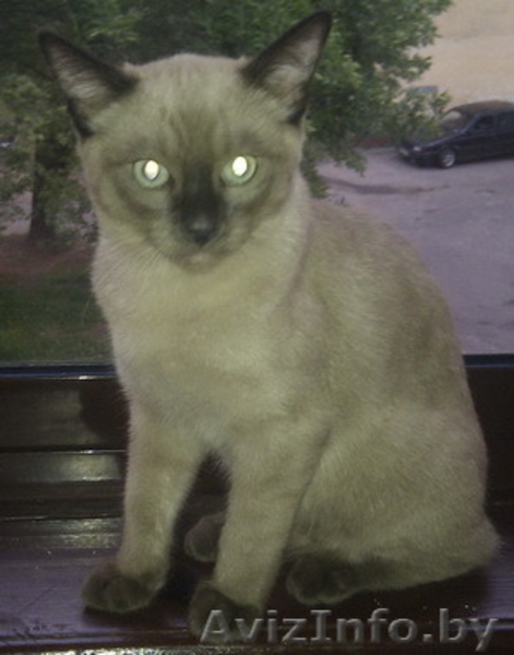 Котенок тонкинской породы - Изображение #6, Объявление #1279660