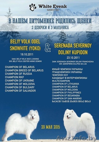 Замечательные Щенки самоеда от  красивой пары  - Изображение #1, Объявление #1273668