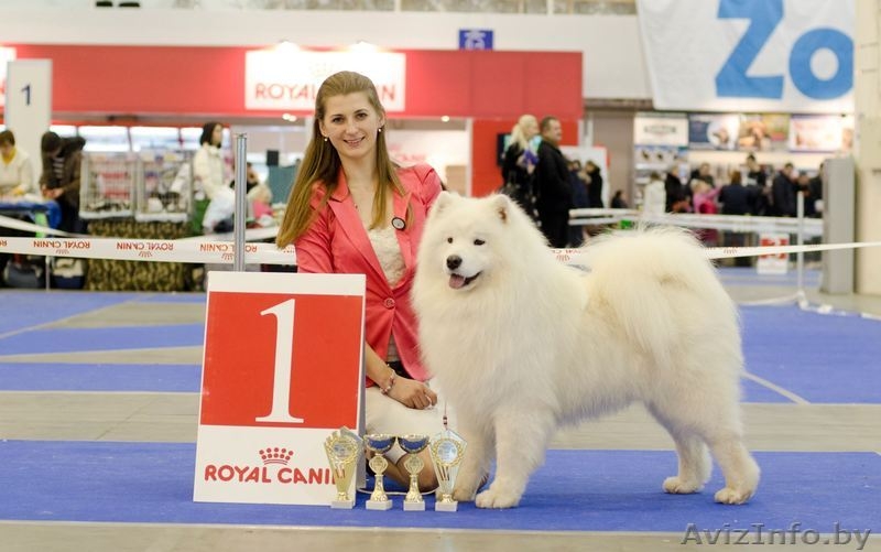 Замечательные Щенки самоеда от  красивой пары  - Изображение #2, Объявление #1273668