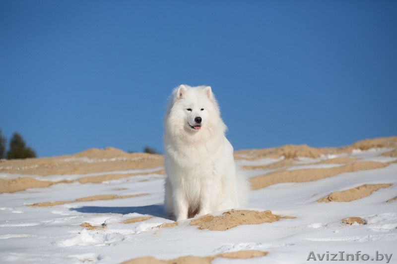 Замечательные Щенки самоеда от  красивой пары  - Изображение #3, Объявление #1273668