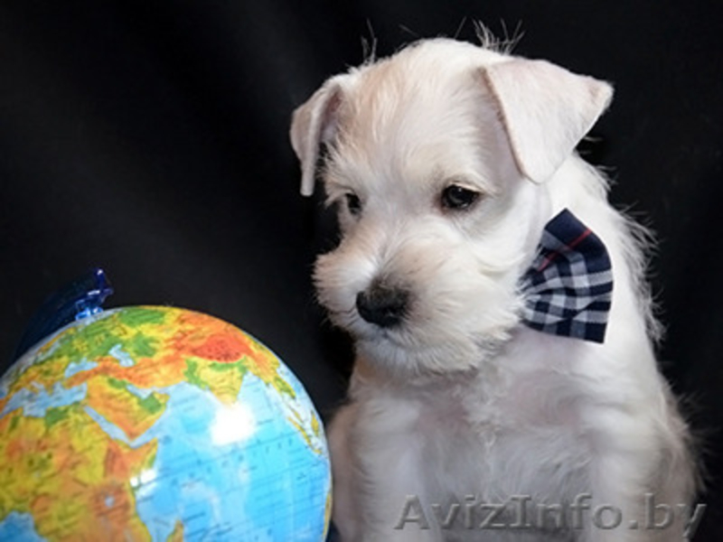 Щенки белого цвергшнауцера - Изображение #4, Объявление #377701