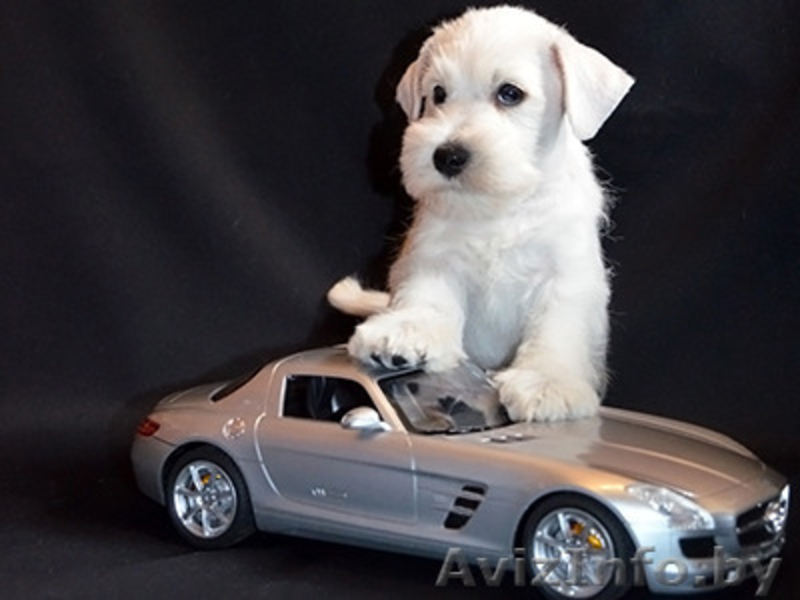 Щенки белого цвергшнауцера - Изображение #5, Объявление #377701