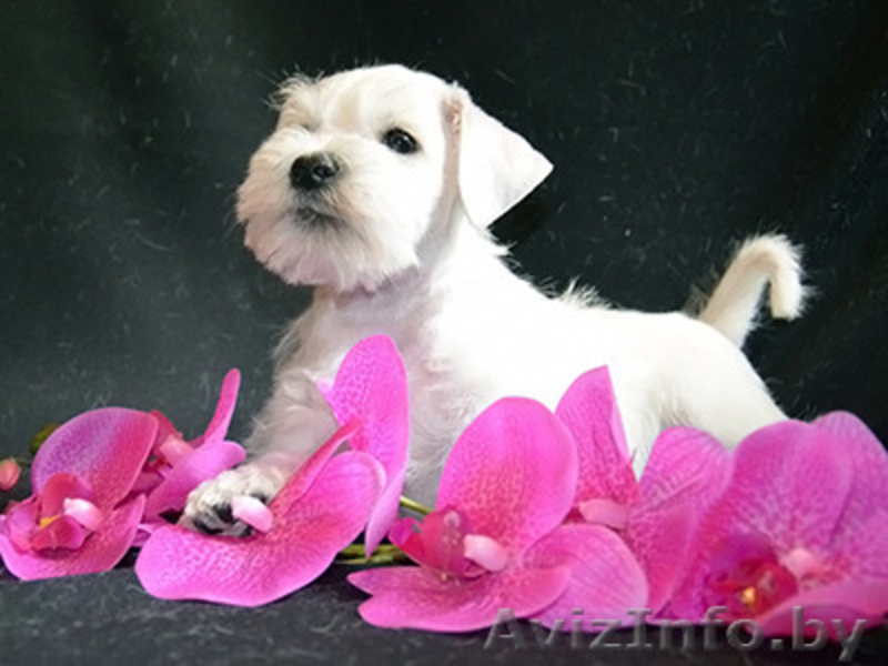 Щенки белого цвергшнауцера - Изображение #6, Объявление #377701