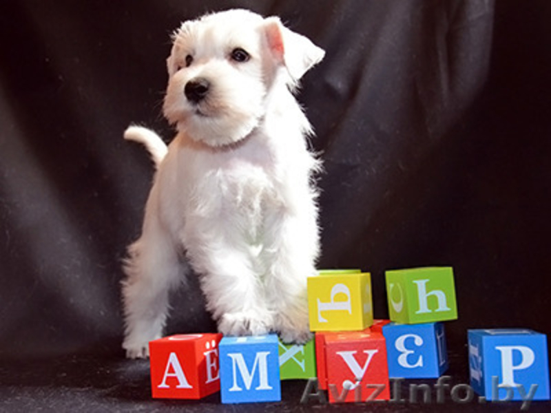 Щенки белого цвергшнауцера - Изображение #7, Объявление #377701