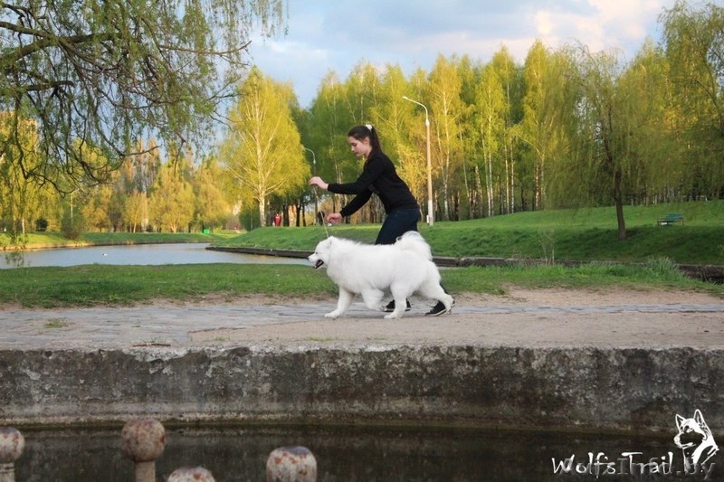 Вязка кобель самоед  - Изображение #2, Объявление #1287158