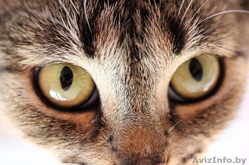 Девочка-кошка бесплатно в добрые руки! - Изображение #2, Объявление #1293604