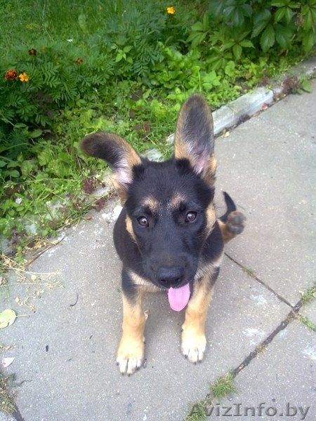 Щенок ищет хозяина!!!!!!! - Изображение #3, Объявление #1293251