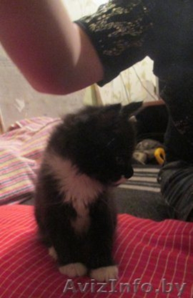 Кошечка в хорошие руки - Изображение #3, Объявление #1287824