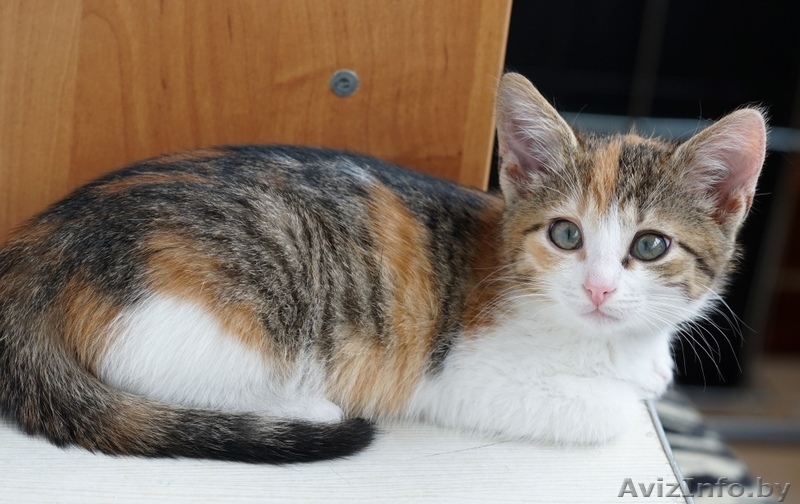 котенок девочка в дар - Изображение #2, Объявление #1287501