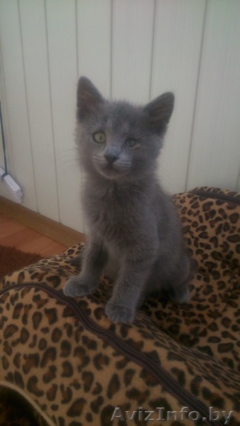 Ктенок-девочка 1,5-2 мес. в дар! - Изображение #1, Объявление #1290858