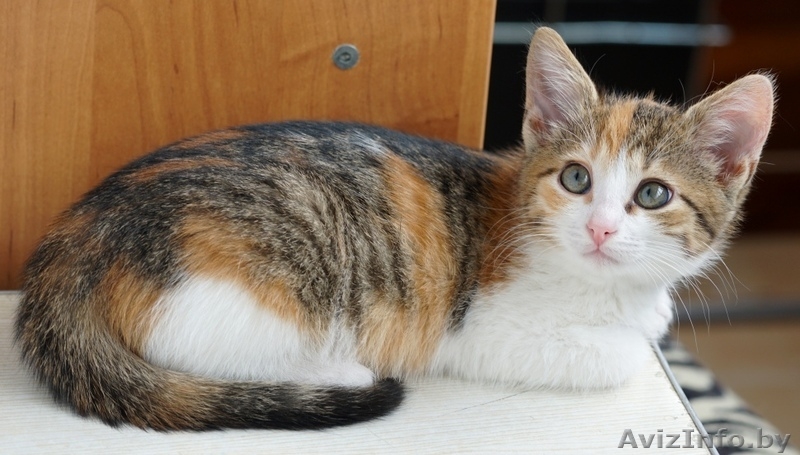 котенок девочка в дар - Изображение #4, Объявление #1287501