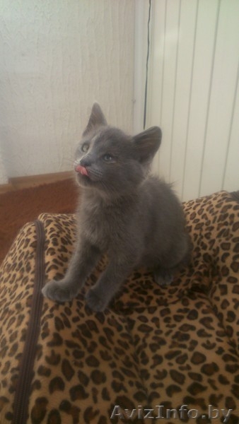 Ктенок-девочка 1,5-2 мес. в дар! - Изображение #2, Объявление #1290858