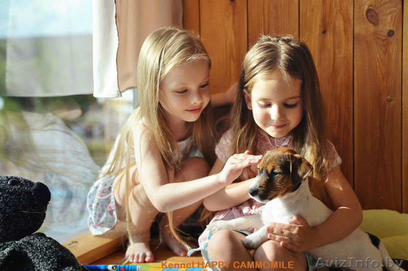 Гладкошерстные щенки Джек рассел терьера - Изображение #2, Объявление #1293054