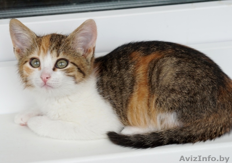 котенок девочка в дар - Изображение #1, Объявление #1287501