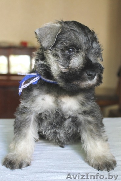 Подрощенные щенки цвергшнауцера - Изображение #1, Объявление #1293449