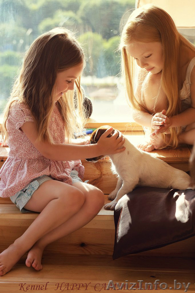 Гладкошерстные щенки Джек рассел терьера - Изображение #4, Объявление #1293054