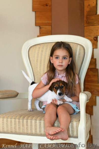 Гладкошерстные щенки Джек рассел терьера - Изображение #5, Объявление #1293054