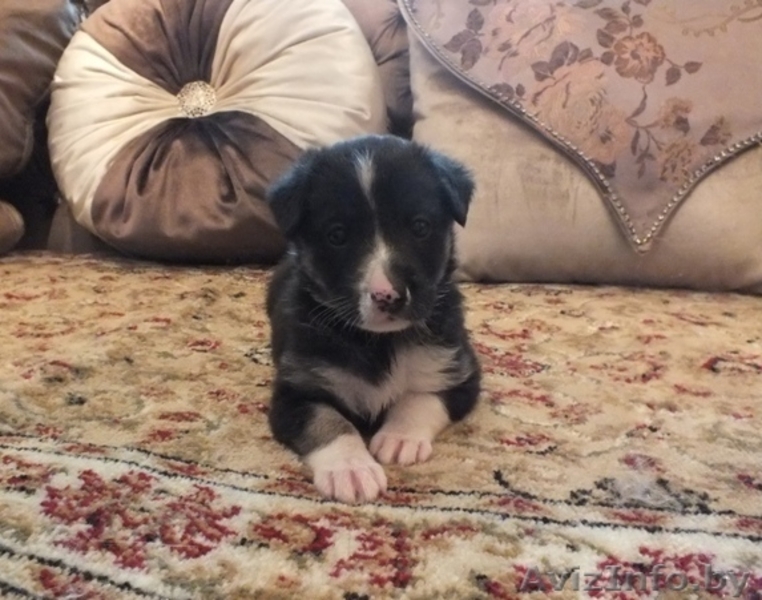 Милая девочка в дар! - Изображение #2, Объявление #1293028