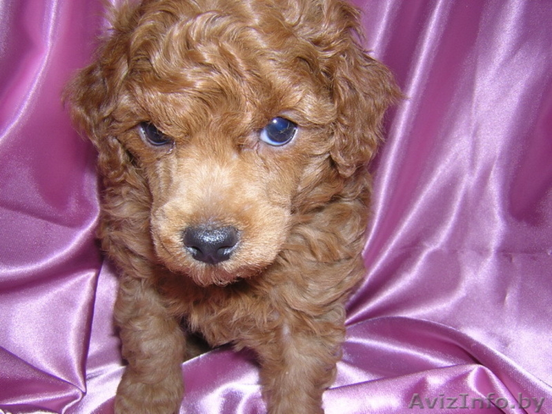 Щенки карликового пуделя - Изображение #1, Объявление #1284305