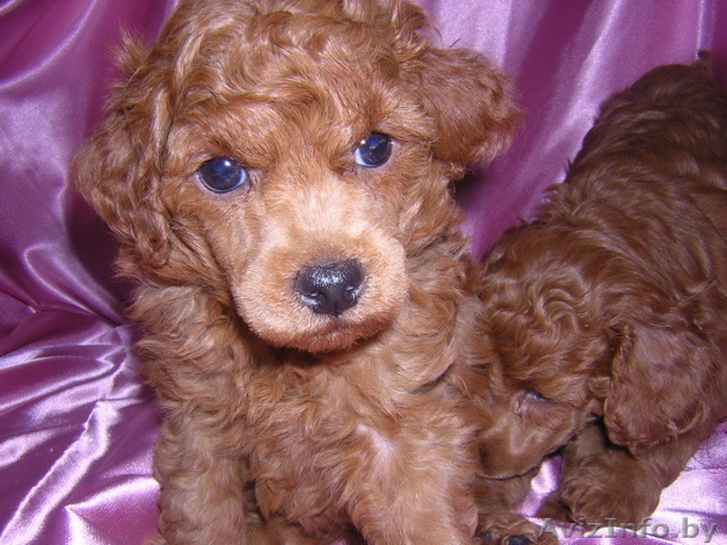 Щенки карликового пуделя - Изображение #3, Объявление #1284305