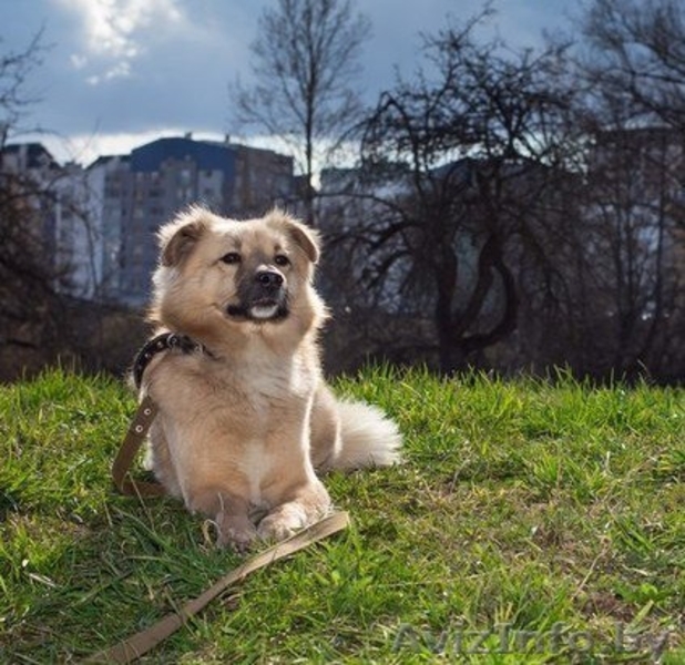 Очень красивый пес Филя ищет нового хозяина!  - Изображение #1, Объявление #1293088