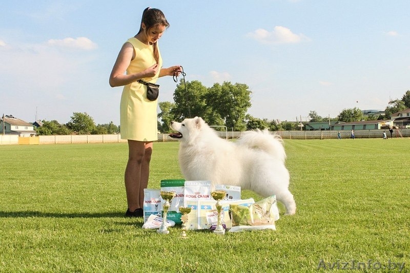 Вязка кобель самоед  - Изображение #1, Объявление #1287158