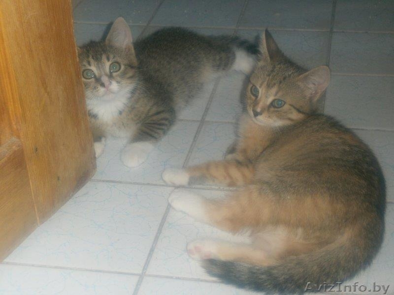 Котята рыжики-полосатики в дар - Изображение #1, Объявление #1288068