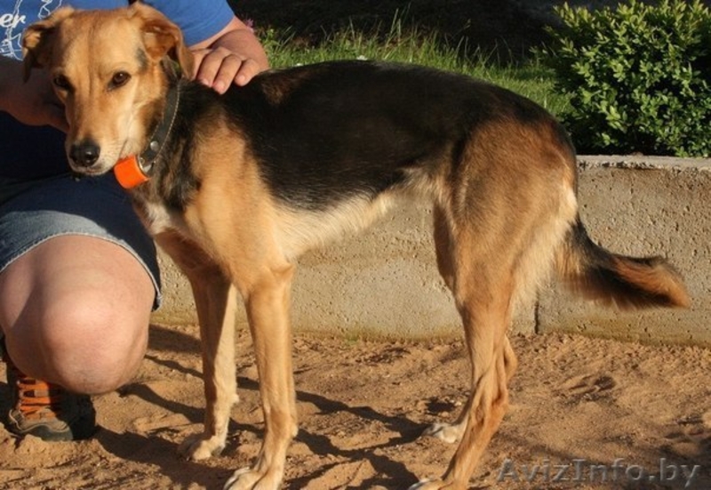 Юная собачка в дар - Изображение #1, Объявление #1290826