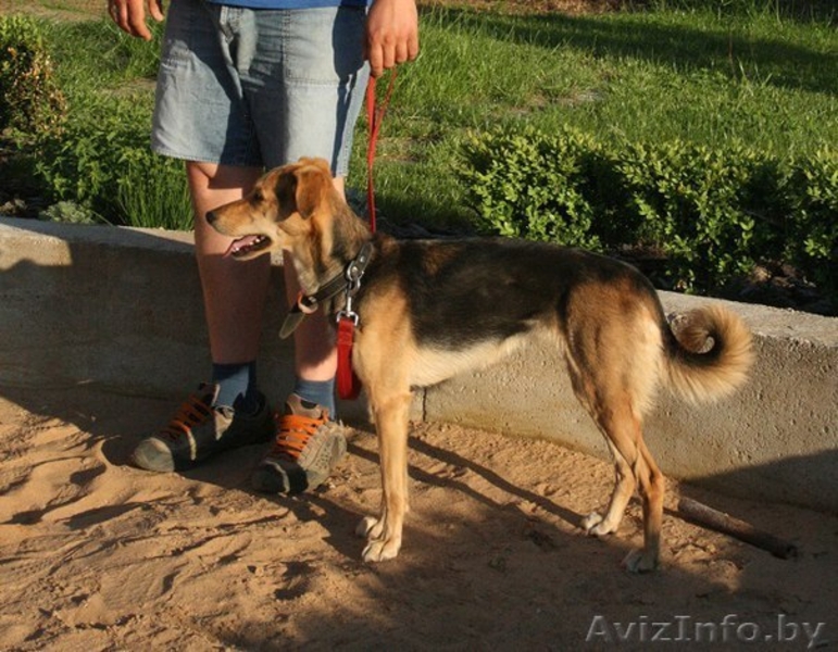 Юная собачка в дар - Изображение #2, Объявление #1290826