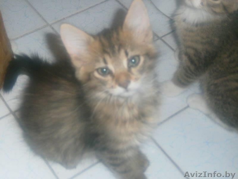 Котята рыжики-полосатики в дар - Изображение #2, Объявление #1288068