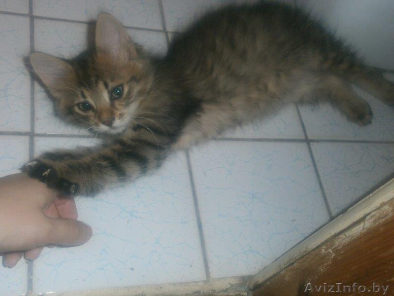 Котята рыжики-полосатики в дар - Изображение #3, Объявление #1288068