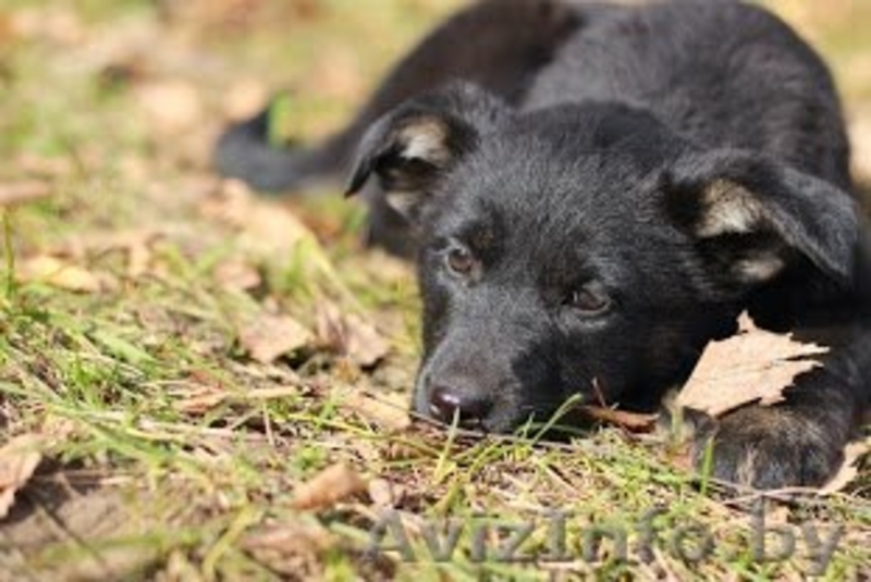 Очаровательная щенуля  ищет дом! - Изображение #3, Объявление #1270711