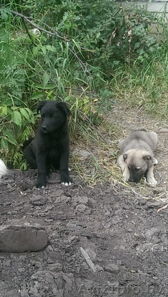 Очаровательная щенуля  ищет дом! - Изображение #4, Объявление #1270711