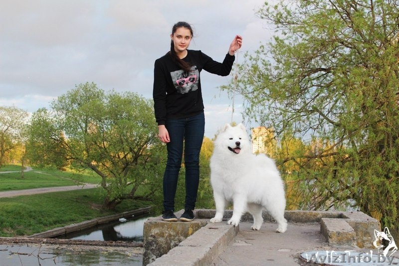 Вязка кобель самоед  - Изображение #3, Объявление #1287158